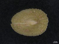 藏品(鍾陳氏裂螺)的圖片